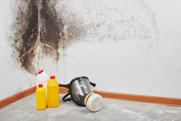 Best Mold Cleaning Services  in Delavan, WI
