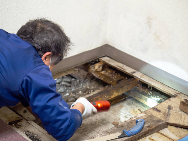 Best Water Damage Restoration  in Delavan, WI