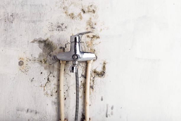 Best Mold Cleaning Services  in Delavan, WI