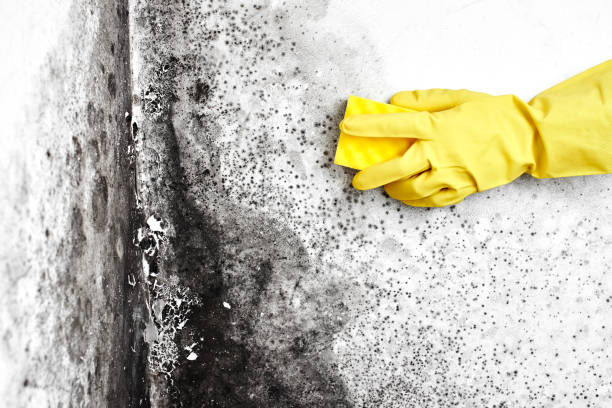 Attic Mold Removal in Delavan, WI