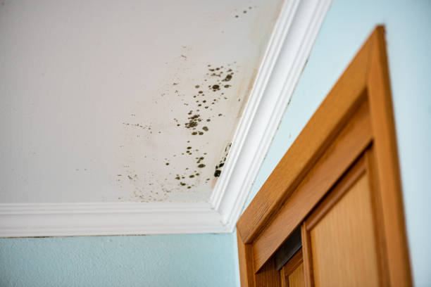 Best Office Mold Removal Services  in Delavan, WI