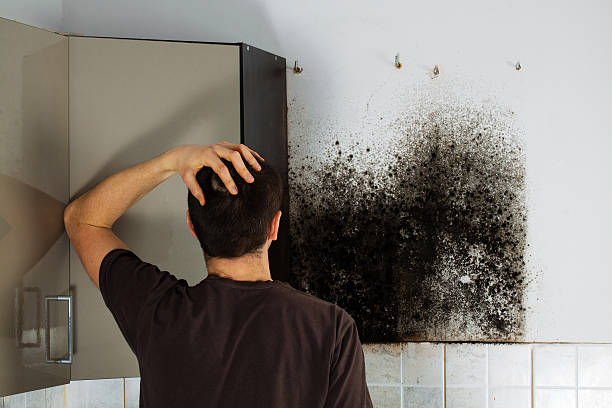 Best Fast Mold Removal  in Delavan, WI