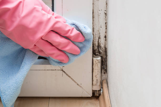 Best Same-Day Mold Removal  in Delavan, WI