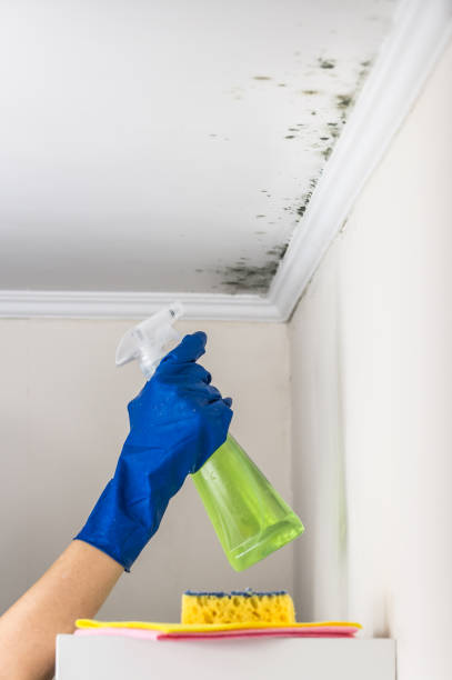 Best Commercial Mold Removal  in Delavan, WI