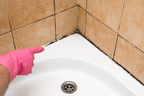 Best Same-Day Mold Removal  in Delavan, WI