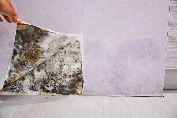 Best Mold Testing  in Delavan, WI